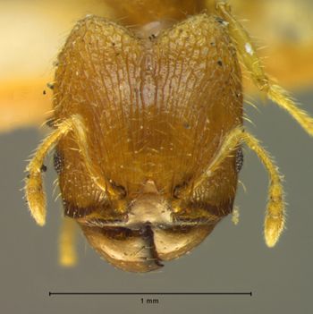Media type: image;   Entomology 8947 Aspect: head frontal view